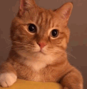 猫叫哼唧唧